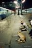 <p>Ambala Railway station, one in the night<br />
There are some visions that are so typical of the charm of India. Trains resting on grimy platforms, a beggar grinding tobacco next to a sleeping dog, air thick with syrupy brew of tea…there is a lot of story lurking behind this picture…a lot of ironies. Bustling about our lives, we find no reason to pause and give visions like this a thought—they are too mundane. Or are they?</p>
